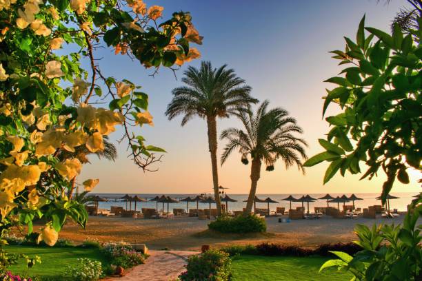 Idyllic beach with palms and sun umbrelas, Red Sea, Egypt